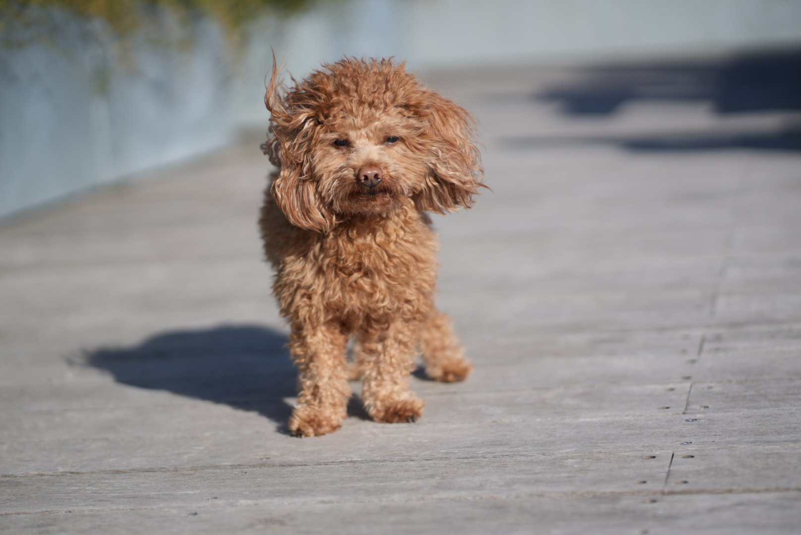 Original photograph of a small brown office dog standing outdoors