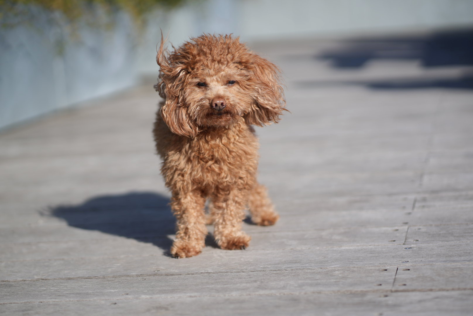 The same small brown dog after minor colour, lighting, noise and sharpness enhancements